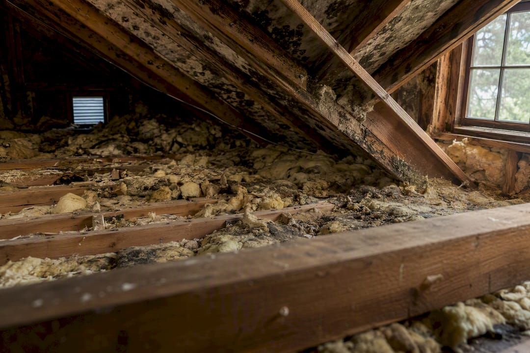 Attic with mold and insulation showing allergens