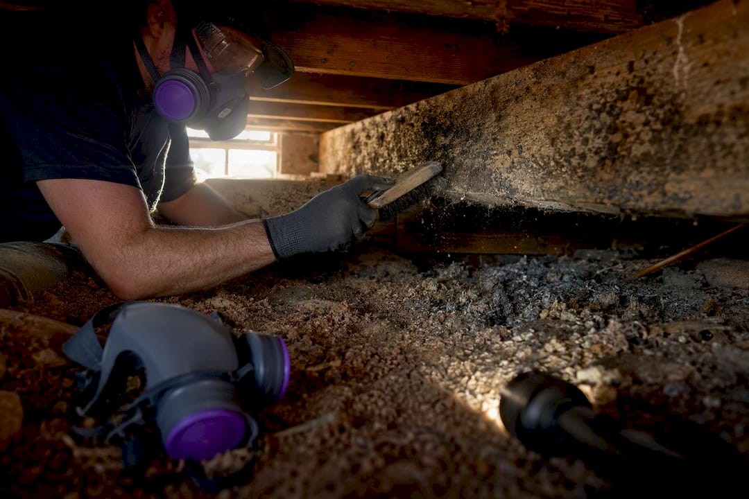 Hands scraping mold off crawl space wood