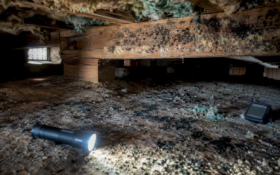 What to Do About Crawl Space Mold Before It Spreads