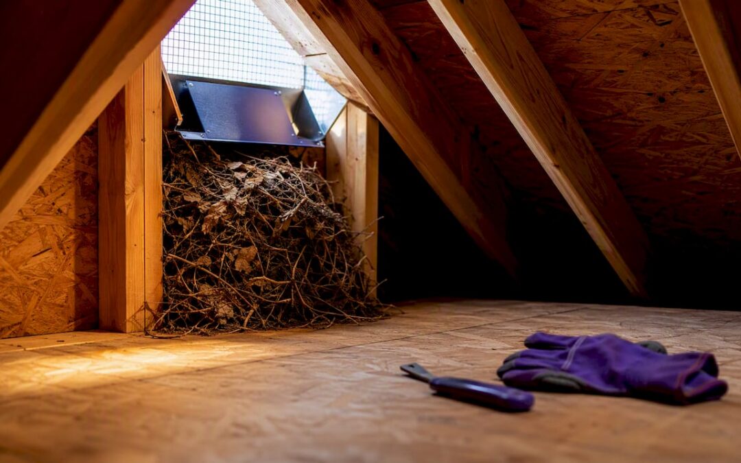 Homeowners: Humanely Remove a Squirrel Nest and Repair Your Attic