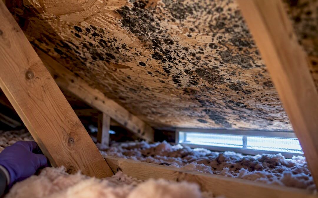 48 Hour Mold Risk: Fix a Musty Attic Smell for Homeowners