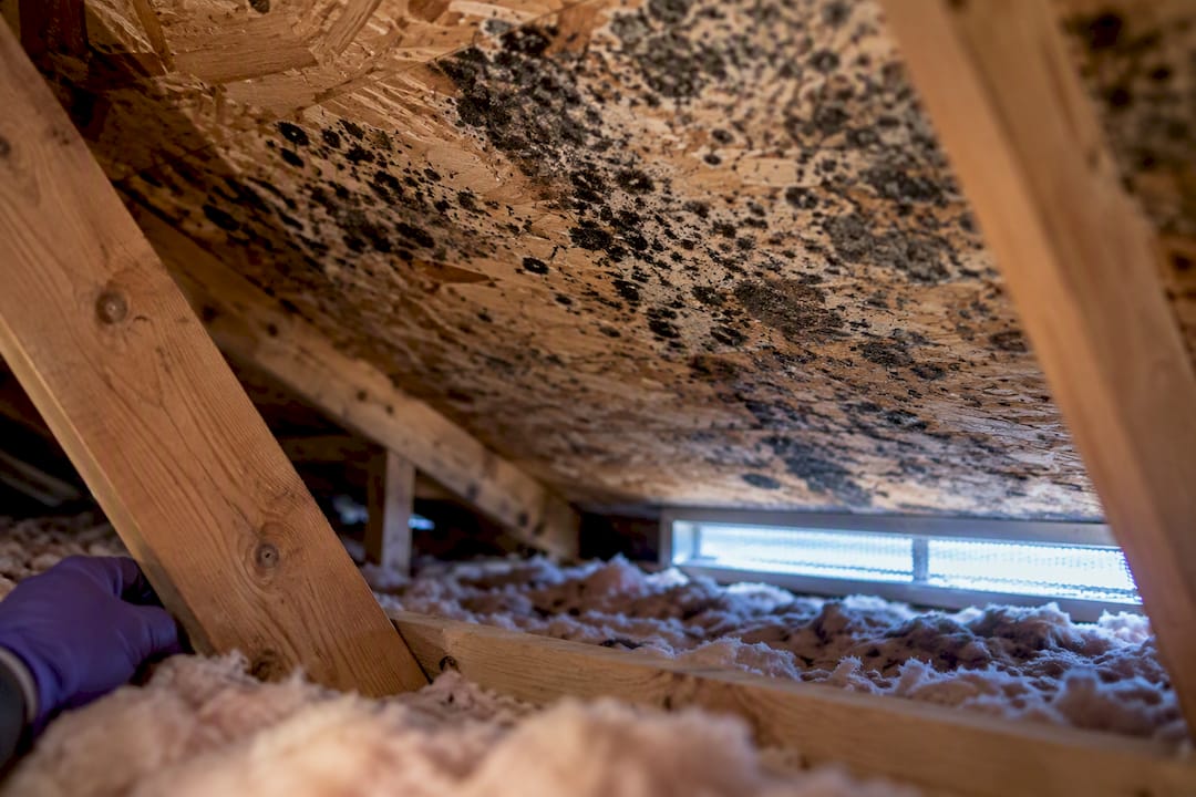 1789902842532_Mold-growth-on-unfinished-attic-roof-sheathing Mold growth on unfinished attic roof sheathing