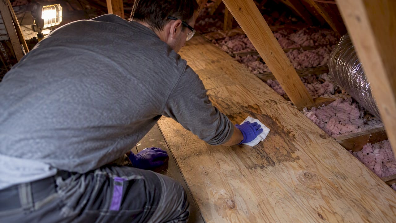 Homeowner cleaning stained attic plywood