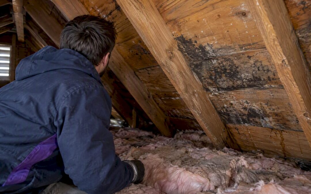 Attic Mold in Winter: Seal Leaks, Dry Wet Materials Within 48 Hours