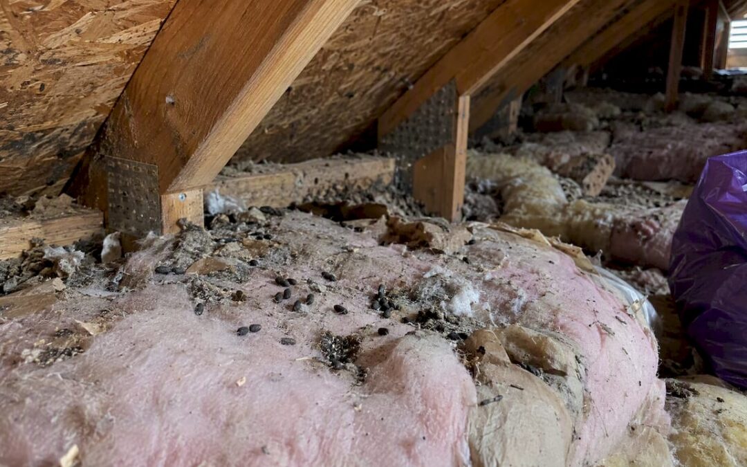 Attic Smell After Rodents: Causes, Cleanup and Fixes