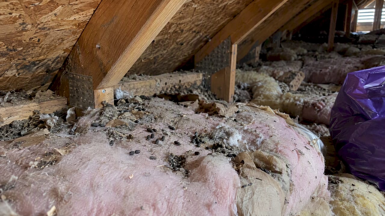 Rodent-contaminated attic insulation and droppings